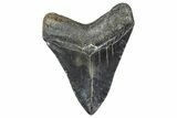 Fossil Megalodon Tooth - Georgia #338737-1
